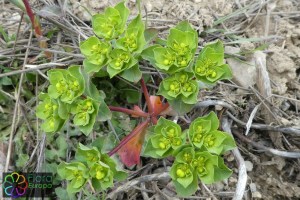 Euphorbia helioscopia